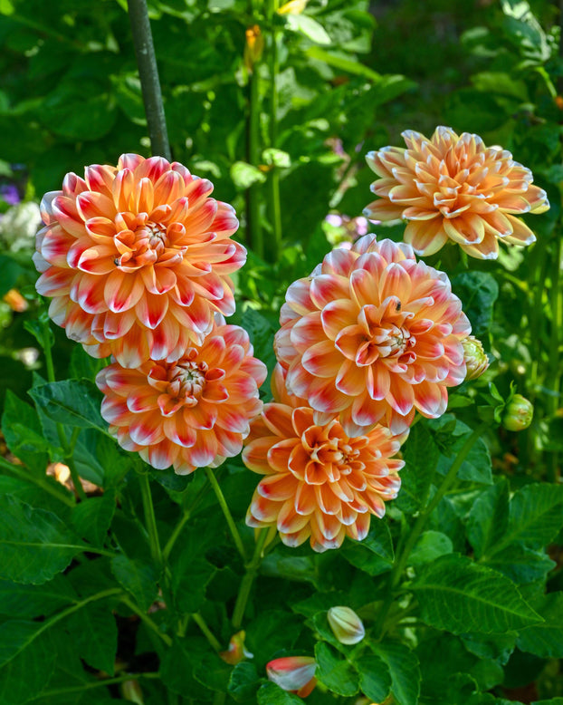 Dahlia 'Hapet Harmony'