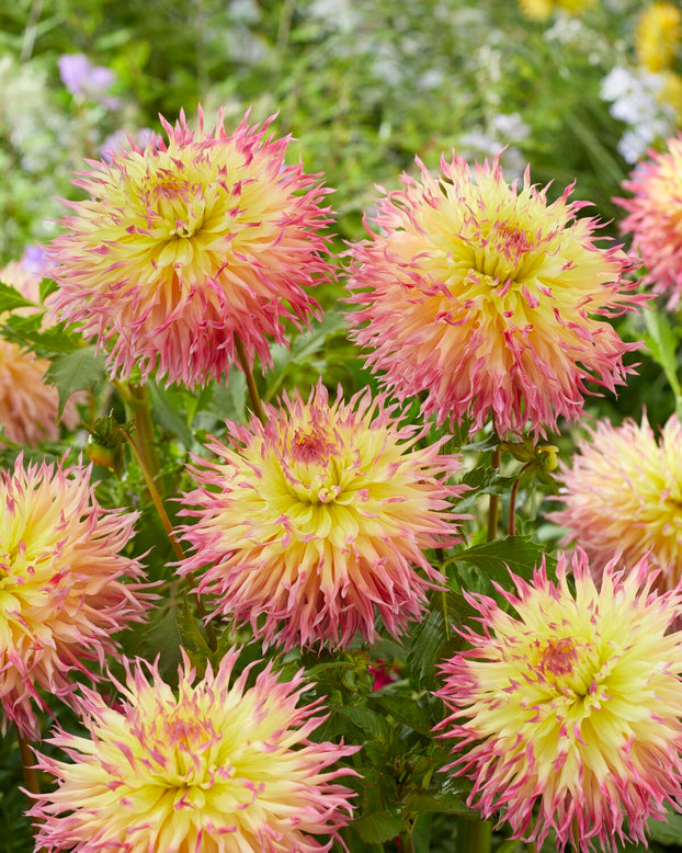 Dahlia 'Hapet Perfect'
