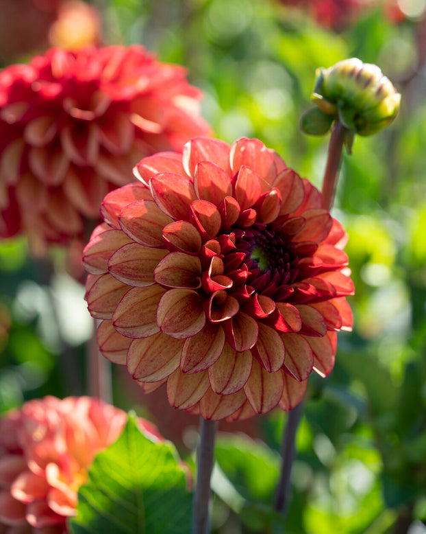 Dahlia 'High Fidelity'