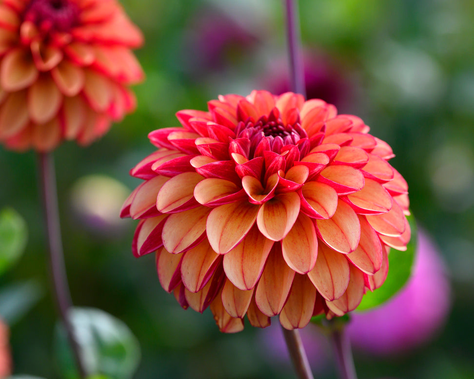 Dahlia 'High Fidelity'
