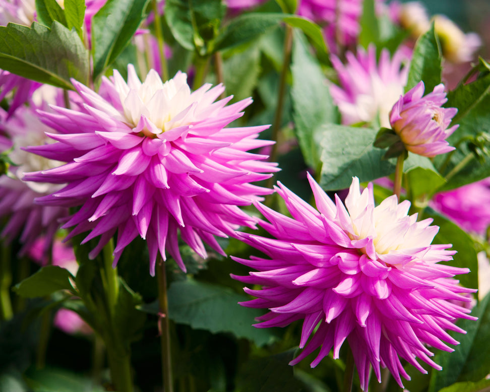 Dahlia 'Hillcrest Candy'
