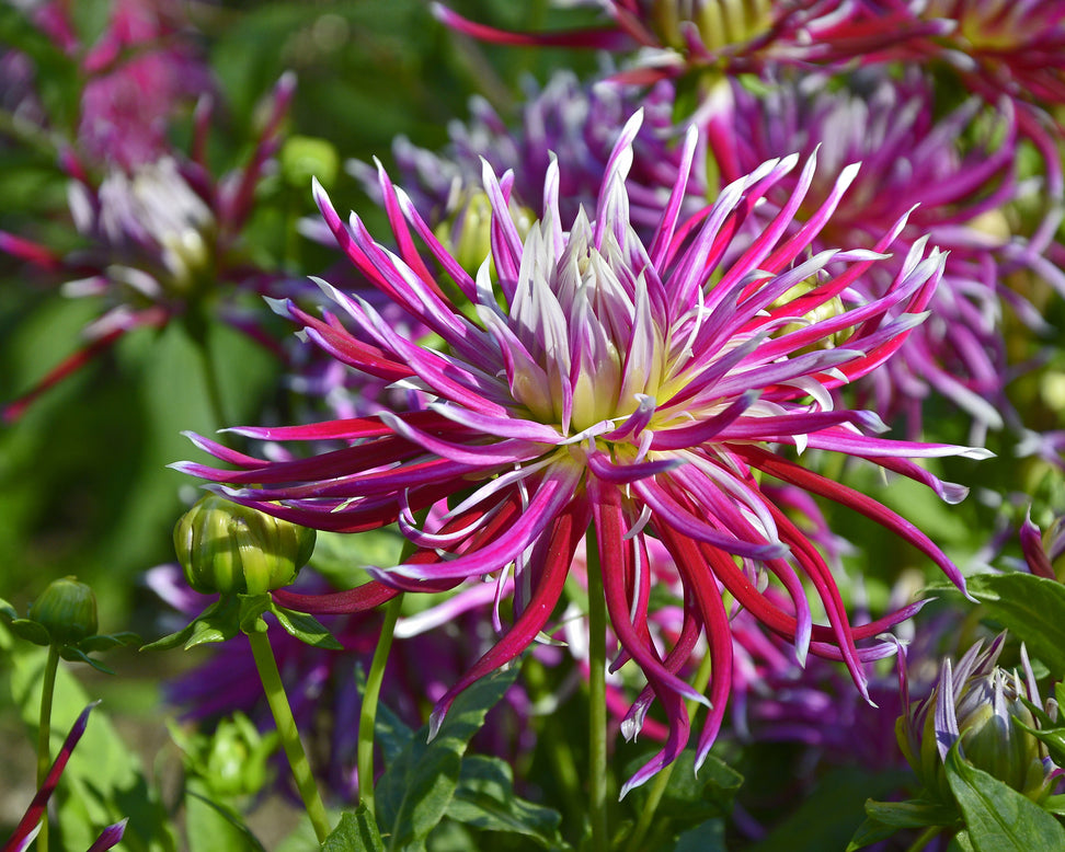 Dahlia 'Hollyhill Spiderwoman'