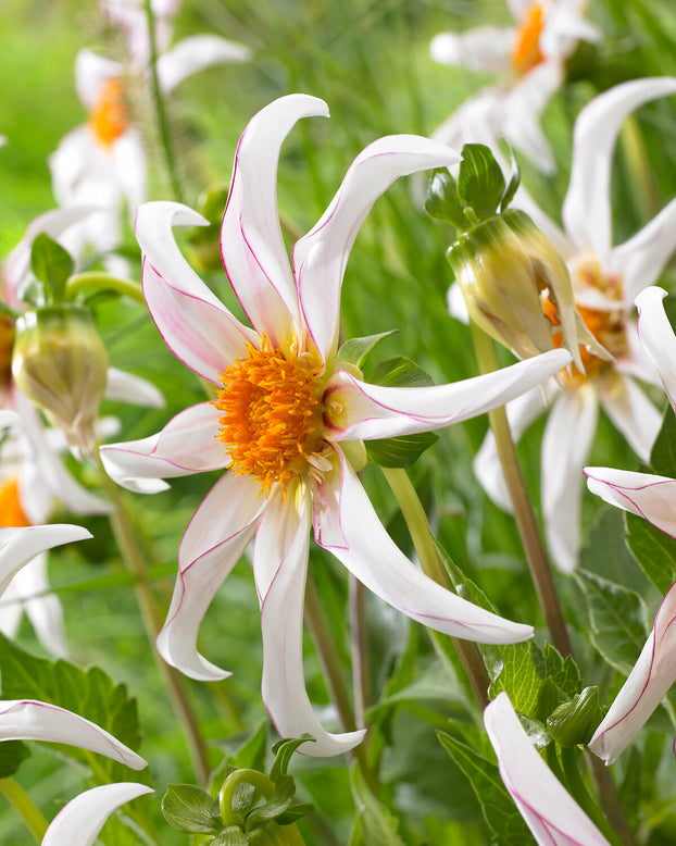 Dahlia 'Honka Fragile'