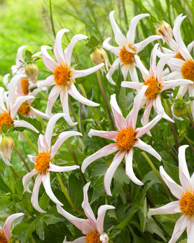 Dahlia 'Honka Fragile'