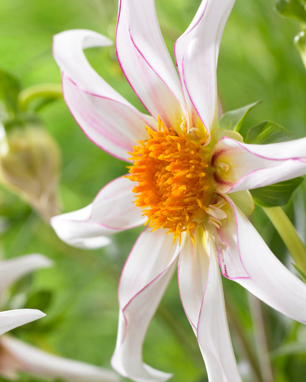 Dahlia 'Honka Fragile'