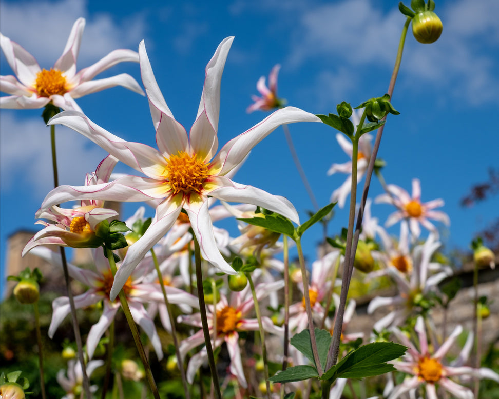 Dahlia 'Honka Fragile'