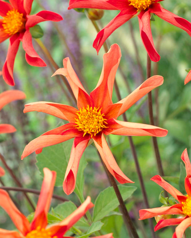 Dahlia 'Honka Peach'