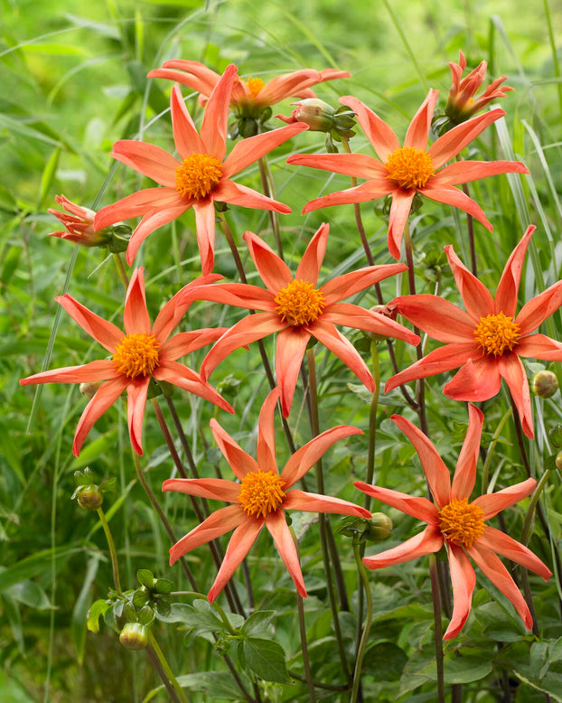 Dahlia 'Honka Peach'