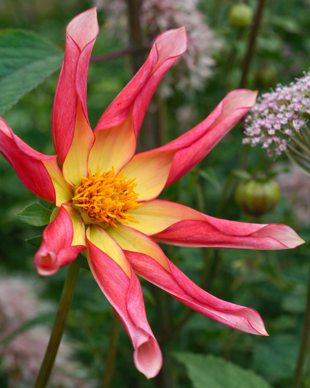Dahlia 'Honka Surprise'