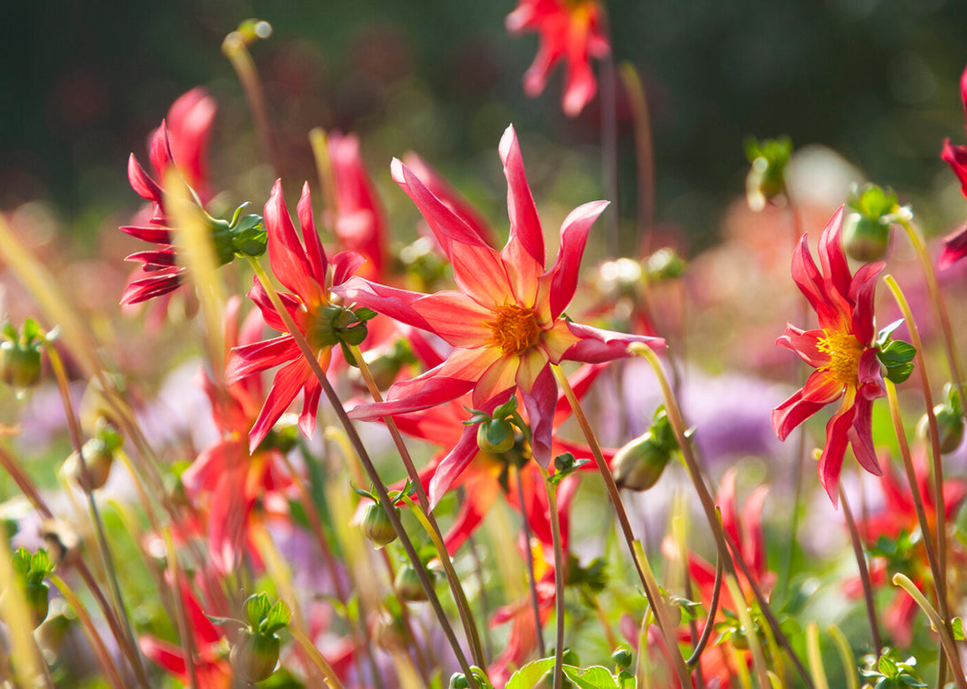 Dahlia 'Honka Surprise'