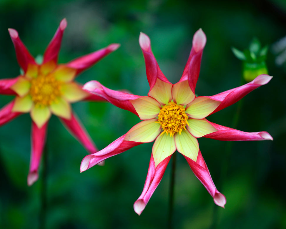 Dahlia 'Honka Surprise'