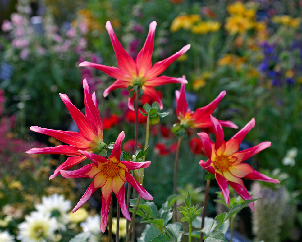 Dahlia 'Honka Surprise'