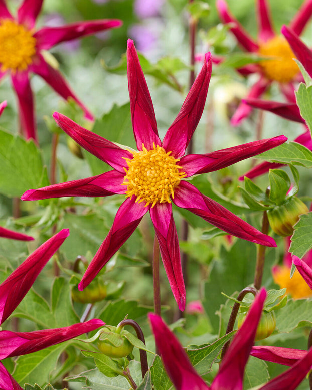Dahlia 'Honka Vino'