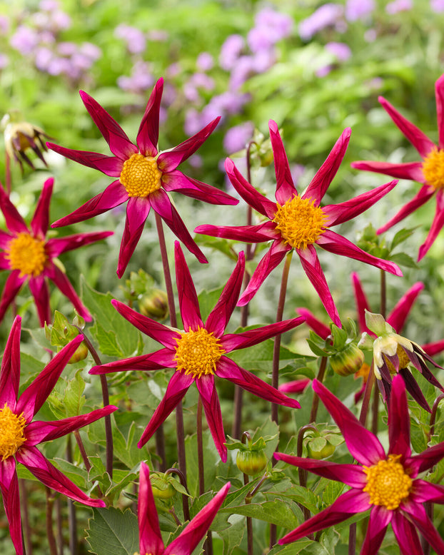 Dahlia 'Honka Vino'