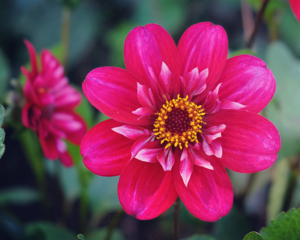 Dahlia 'Hootenanny Swan Island'