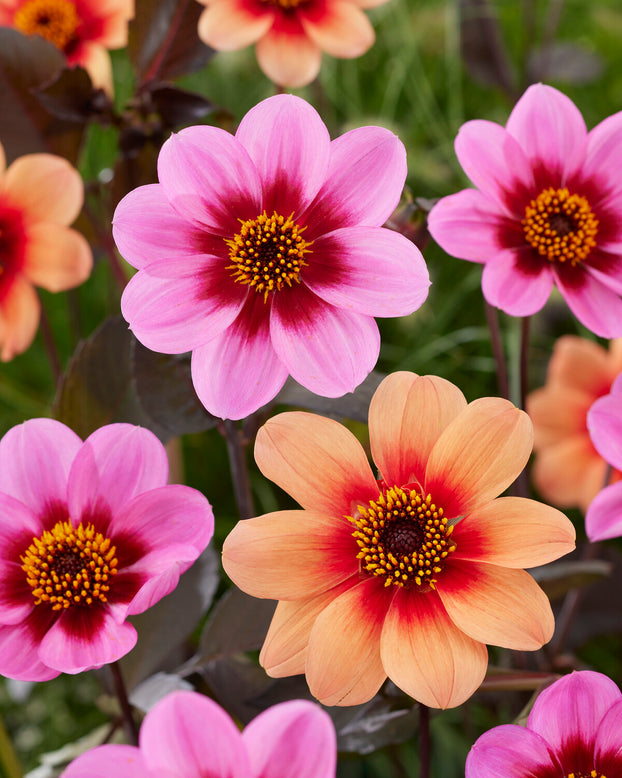 Dahlia 'HS Date'