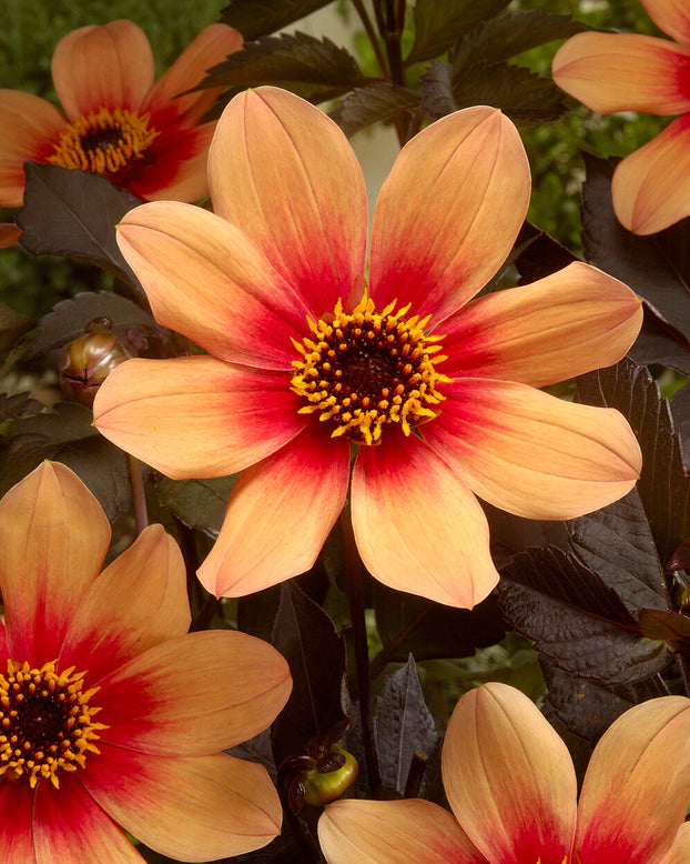 Dahlia 'HS Date'
