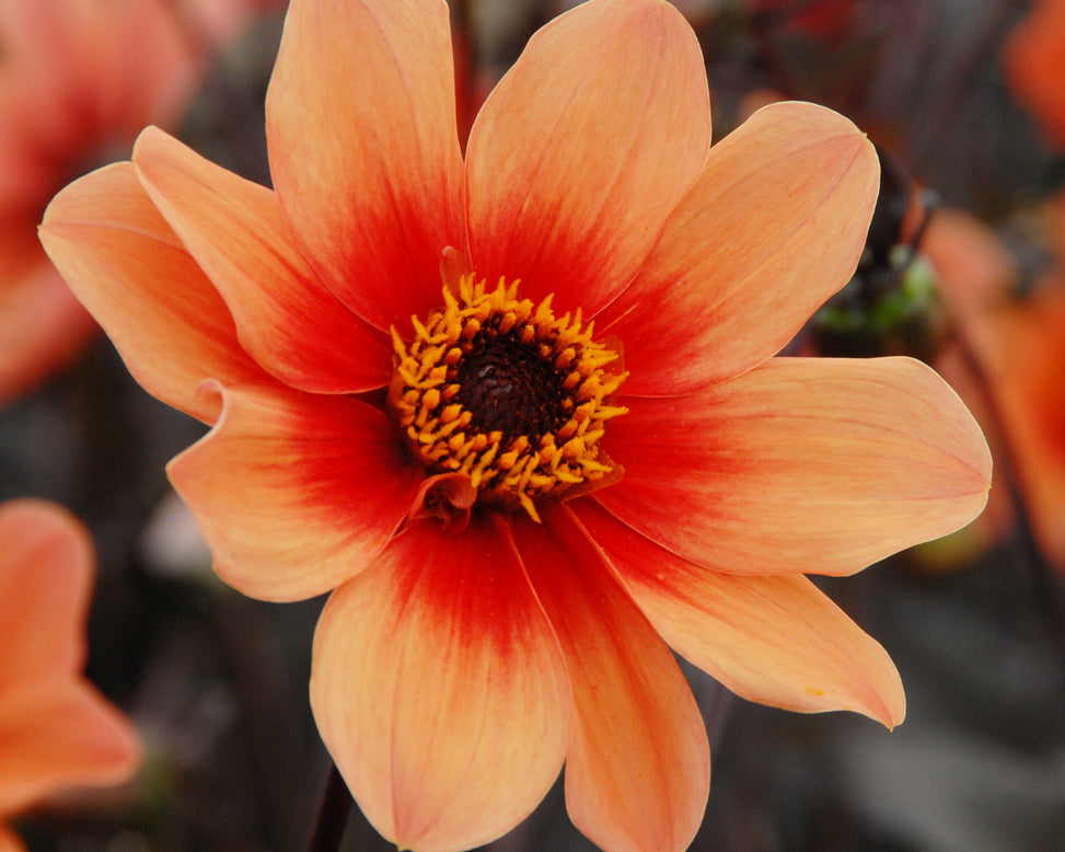 Dahlia 'HS Date'
