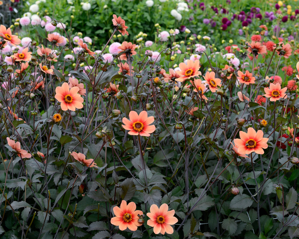 Dahlia 'HS Date'