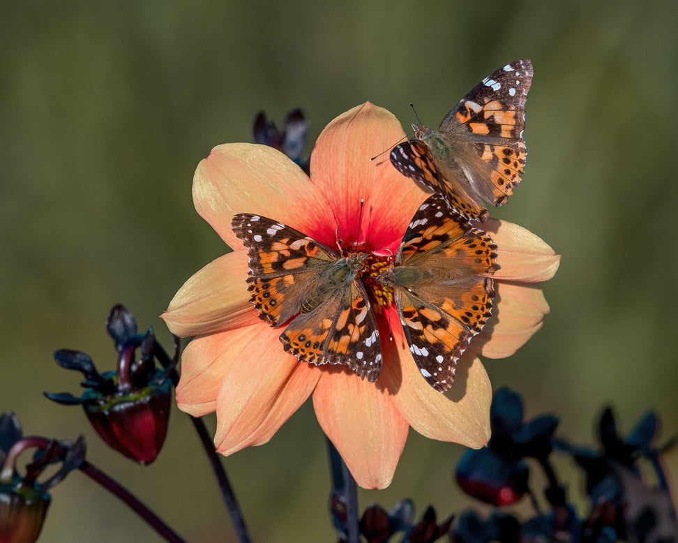 Dahlia 'HS Date'