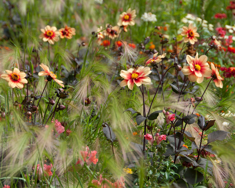 Dahlia 'HS Date'