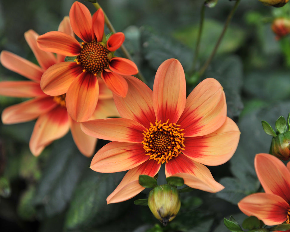 Dahlia 'HS Date'