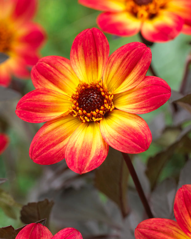Dahlia 'HS Flame'