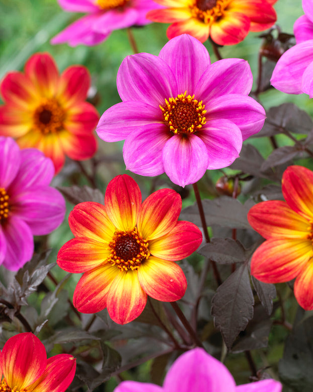 Dahlia 'HS Flame'