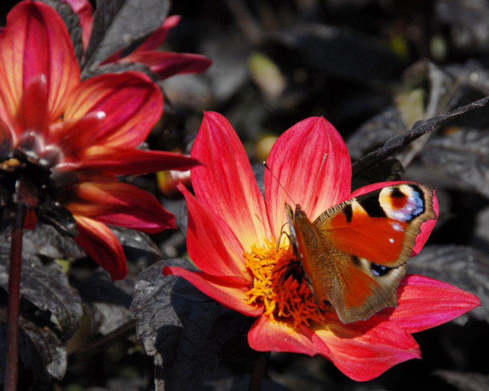 Dahlia 'HS Flame'