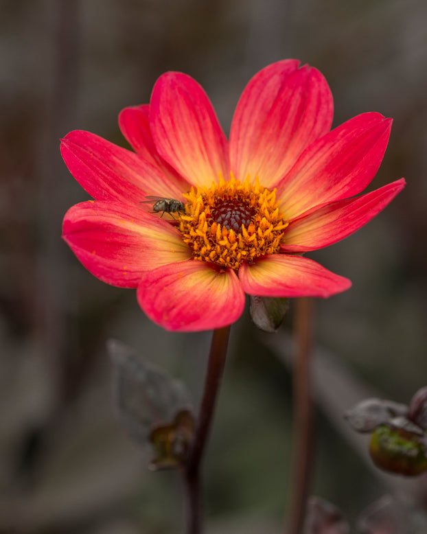 Dahlia 'HS Flame'