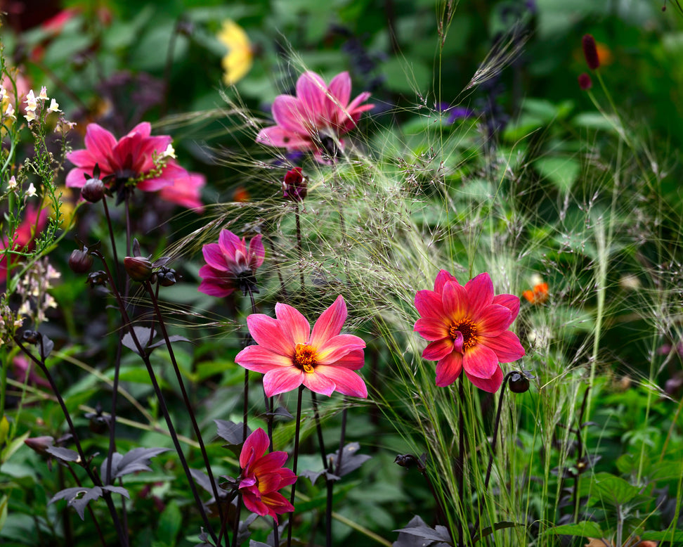 Dahlia 'HS Flame'