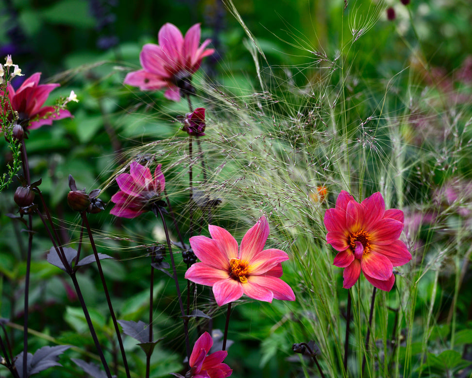 Dahlia 'HS Flame'