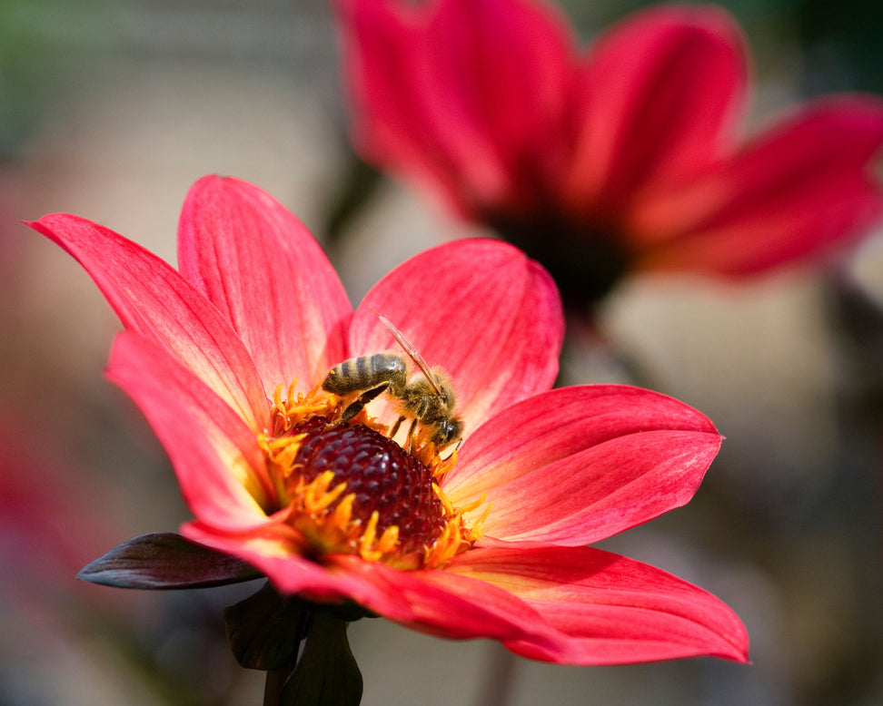 Dahlia 'HS Flame'