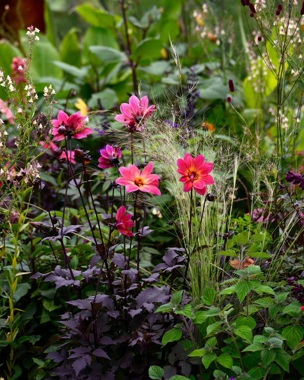 Dahlia 'HS Flame'