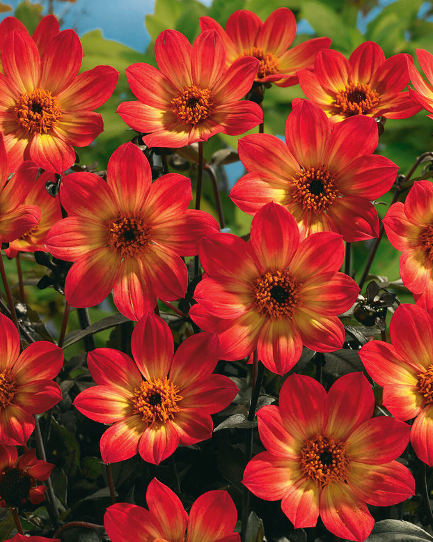 Dahlia 'HS Flame'