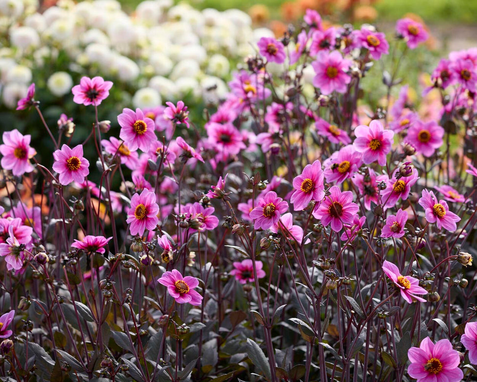Dahlia 'HS Juliet'