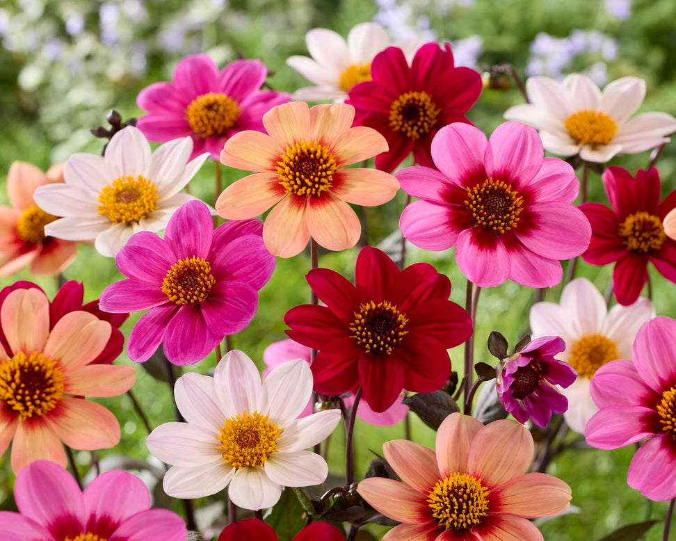 Dahlia 'HS Juliet'