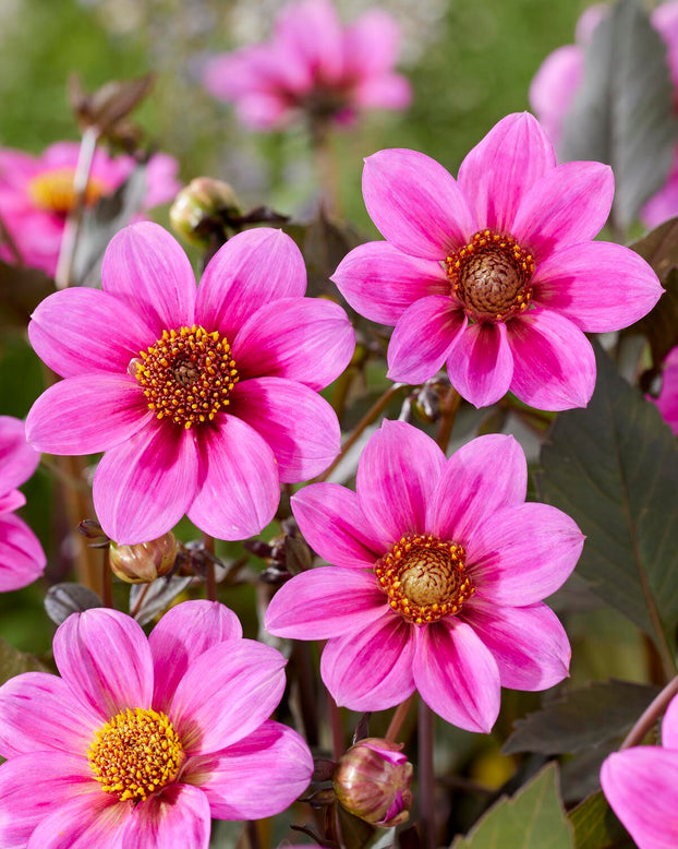 Dahlia 'HS Juliet'