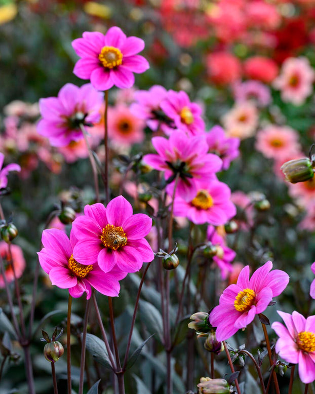 Dahlia 'HS Juliet'