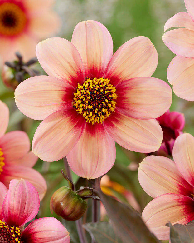 Dahlia 'HS Kiss'