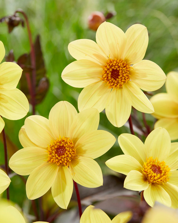 Dahlia 'HS Party'