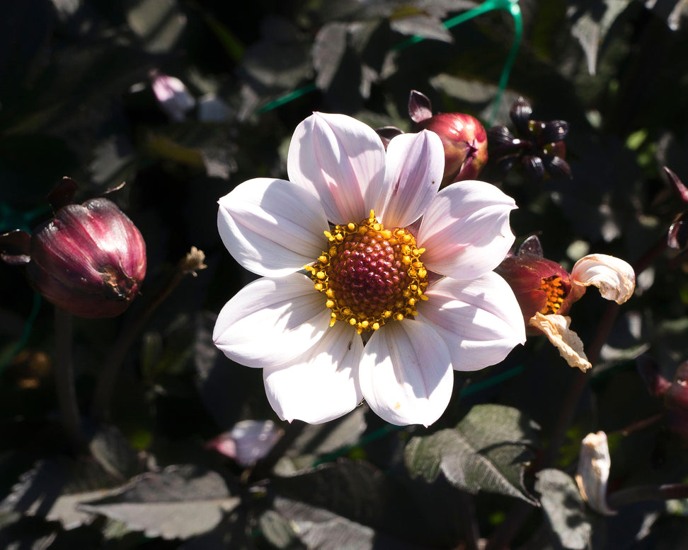 Dahlia 'HS Princess'