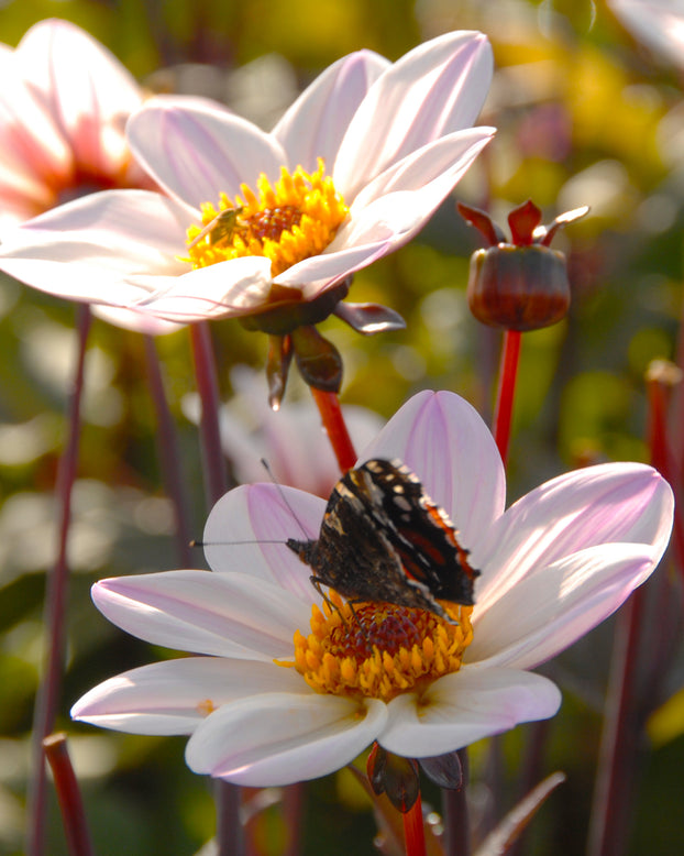 Dahlia 'HS Princess'