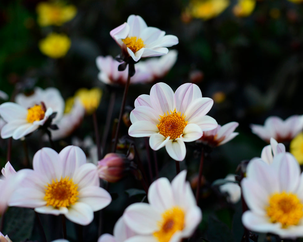 Dahlia 'HS Princess'