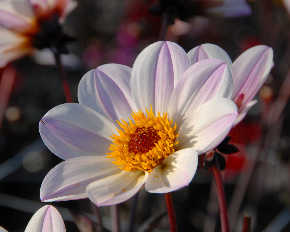 Dahlia 'HS Princess'