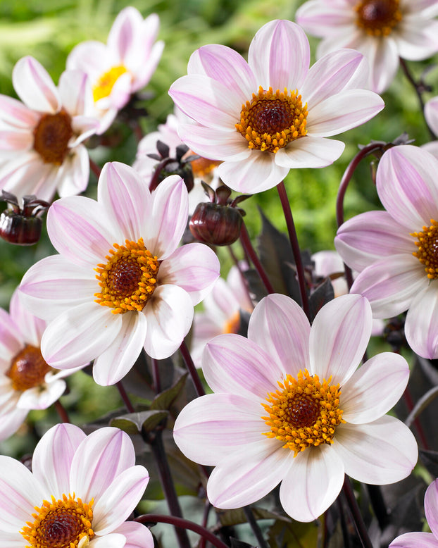 Dahlia 'HS Princess'