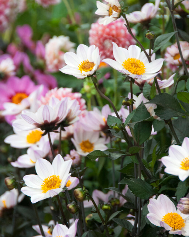 Dahlia 'HS Princess'