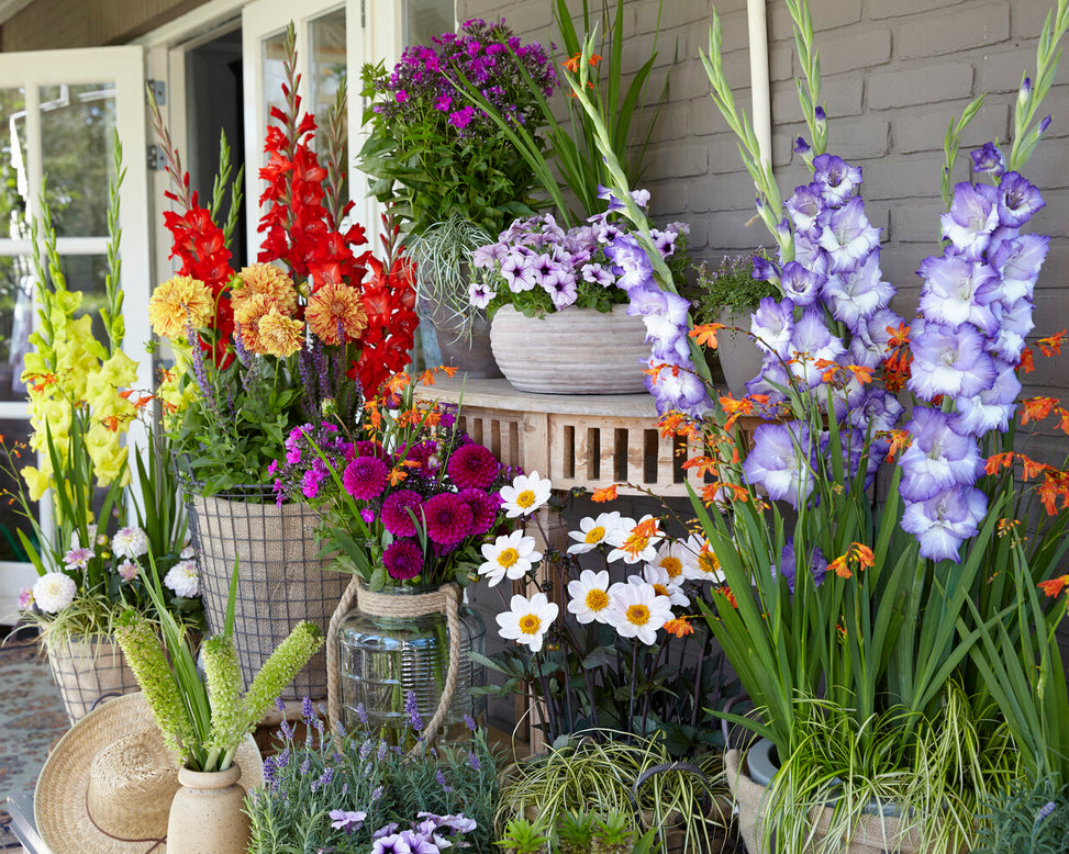 Dahlia 'HS Princess'