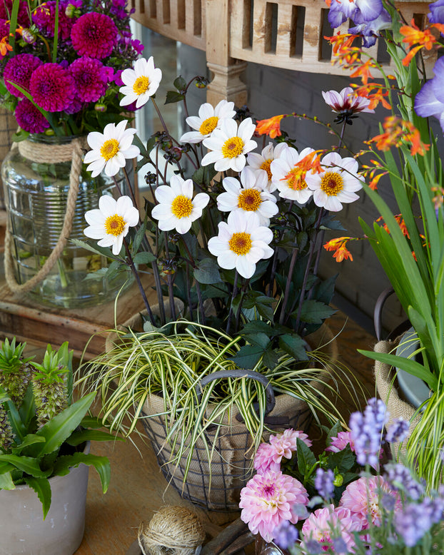 Dahlia 'HS Princess'