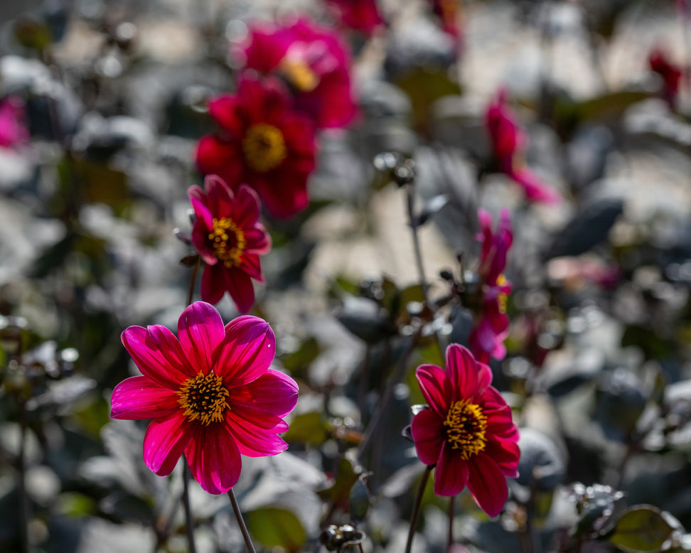 Dahlia 'HS Romeo'